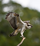 BB 12 0039 / Pandion haliaetus / Fiskeørn